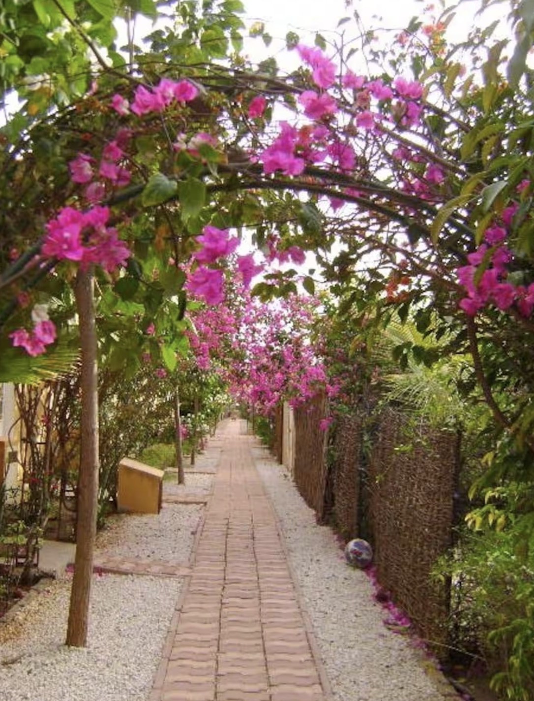 Allée fleurie de bougainvilliers dans la résidence